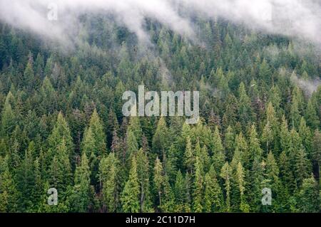 Fog and mist above an old-growth coniferous forest on the Pacific shores of the Great Bear Rainforest, central coast, British Columbia, Canada. Stock Photo