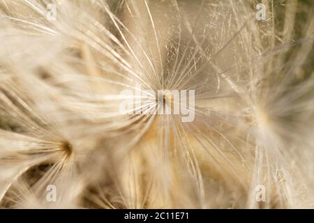Dandelion seeds blowing away in the wind Stock Photo