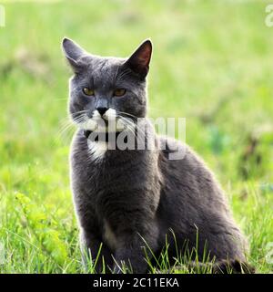 Nice gray single cat with yellow eyes is posing outdoors on a sunny day. Stock Photo