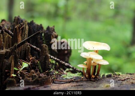 Small tiny mushrooms are growing on the old stump in the forest Stock Photo