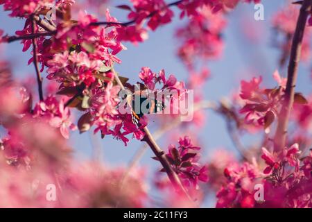 Butterfly on plum springtime flowers Stock Photo
