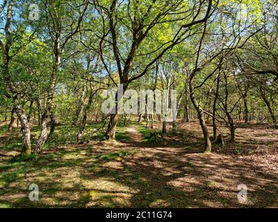 Narrowand almost invisible footpath winds between the trees in Sherwood Forest. Stock Photo