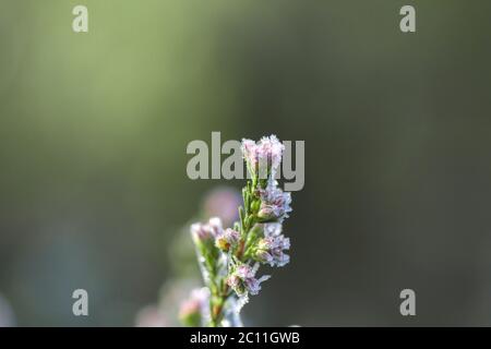 Heath flowers with frosted dew Stock Photo