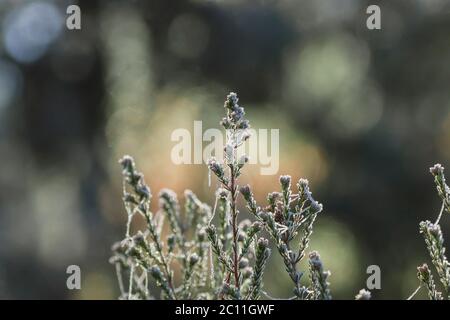 Heath flowers with frosted dew Stock Photo