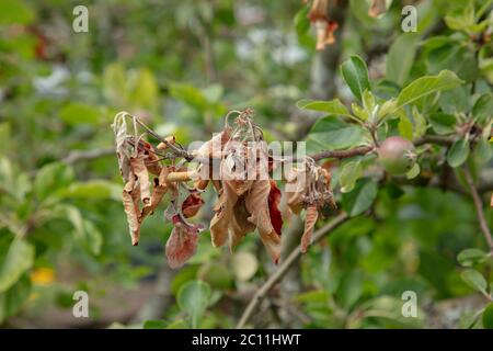 Apple tree seen with fire blight at the tips of its branches in June. These need to be cut soon to prevent the disease spreading and the tree dying. Stock Photo