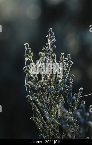 Frosted heath plant Stock Photo