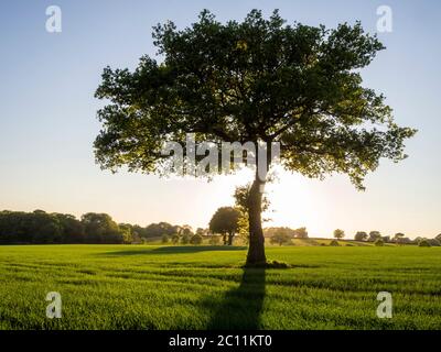 Lone Oak tree in a fresh corn field in Spring with blue sky on a fine evening.Beautiful backligting from evening sun with hedges in distance. Stock Photo