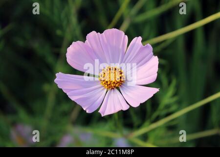 pink purple flower, like a daisy in the light of the setting sun. Stock Photo