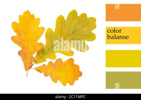 Autumn oak leaves isolated on white Stock Photo