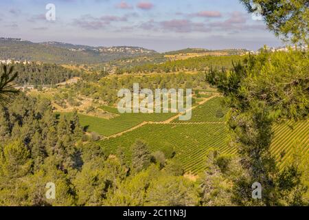 Vineyards in a forest in the Judea Mountains, near Jerusalem, are an example of mountain agriculture in Israel Stock Photo