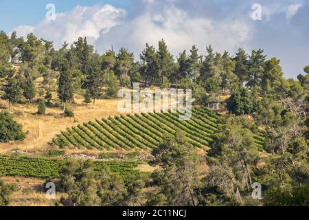 Vineyards in a forest in the Judea mountains near Jerusalem, are an example of mountain agriculture in Israel. Stock Photo