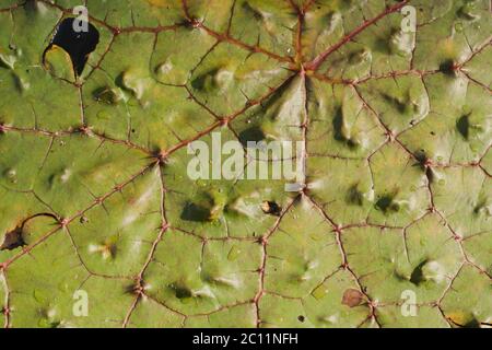 Prickly waterlily green floating leaves close up Stock Photo