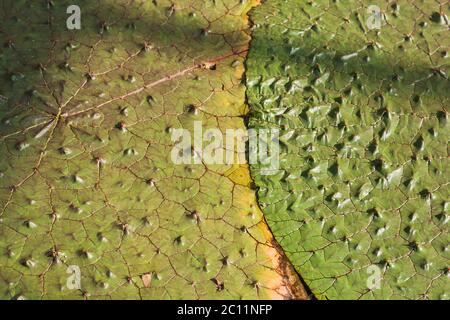 Prickly waterlily green floating leaves close up Stock Photo