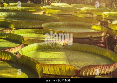 Water lilies aquatic plants with giant floating leaves Stock Photo