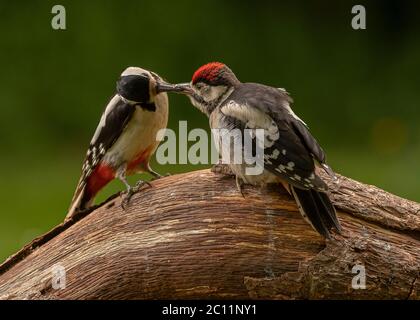 Female great spotted woodpecker feeding young, Dumfries SW Scotland