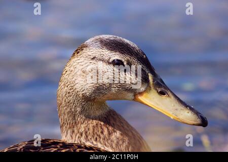 head duck Anas platyrhynchos in profile in the droplets, the brilliant sun, while swimming in the lake in the park Stock Photo