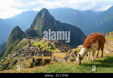 Lama And Machu Picchu Stock Photo