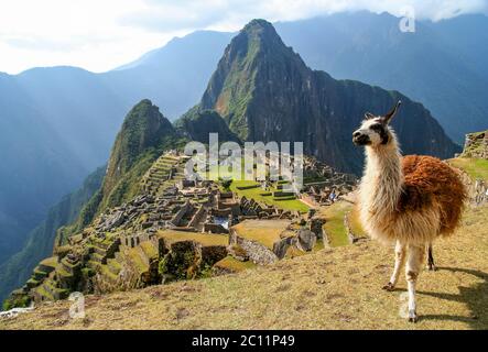 Lama And Machu Picchu Stock Photo