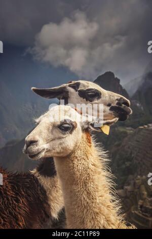 Two Llamas in front of Machu Picchu Stock Photo