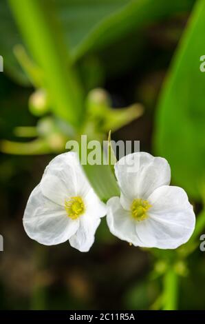 White flower of Creeping Burhead Stock Photo