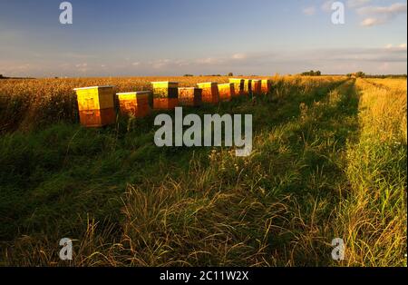 Beekeeping with buckwheat in the background. landscape Stock Photo