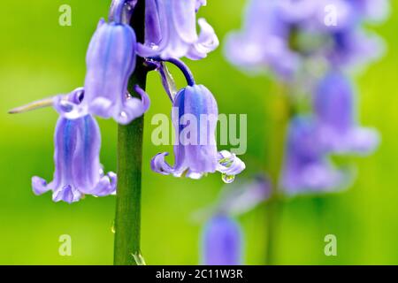 Bluebell or Wild Hyacinth (endymion non-scriptus or hyacinthoides non-scripta), close up focusing on a single flower with raindrop. Stock Photo