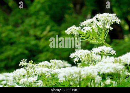 Sweet Cicely (myrrhis odorata), showing a single flower head reaching above others in a woodland setting. Stock Photo