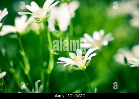 Beautiful close up of blooming chickweed flowers Stock Photo