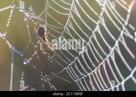 Spider photographed sitting and hunting on his web in nice light Stock Photo