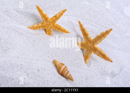 Orange starfishes and one shell on a sand Stock Photo