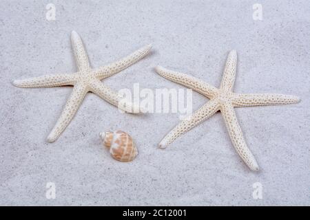 White starfishes and one shell on a sand Stock Photo