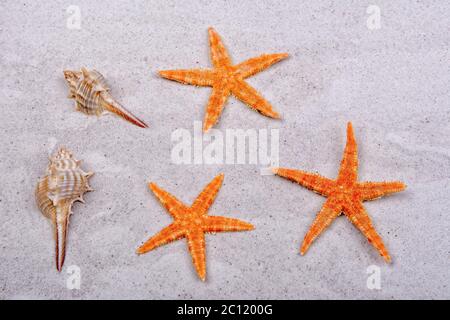 Orange starfishes and two shells on a sand Stock Photo