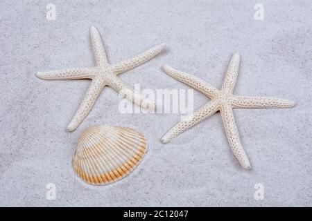 White starfishes and one shell on a sand Stock Photo
