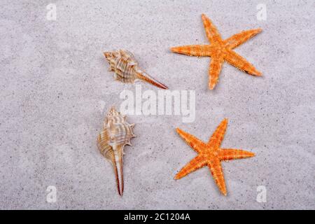 Orange starfishes and two shells on a sand Stock Photo