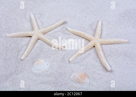 White starfishes and one shell on a sand Stock Photo