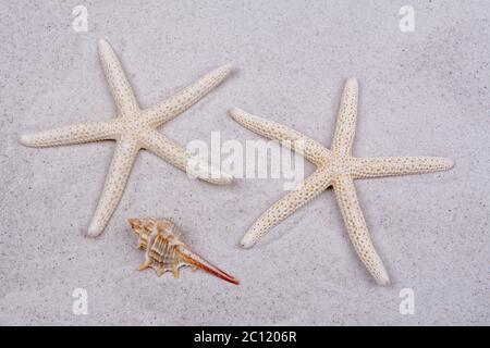 White starfishes and one shell on a sand Stock Photo