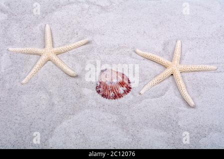White starfishes and one shells on a sand Stock Photo