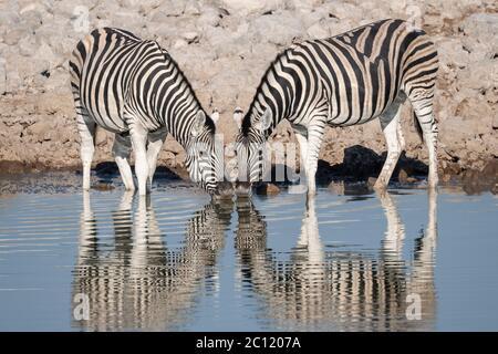 Two Burchell's Zebra or Plains Zebra with Reflections drinking at waterhole in Etosha National Park (Equus quagga) Stock Photo