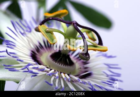 white blue passion flower Passiflora caerulea
