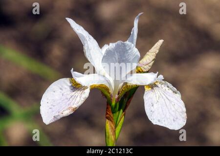 Iris sibirica Siberian Iris 'Hohe Warte' Stock Photo