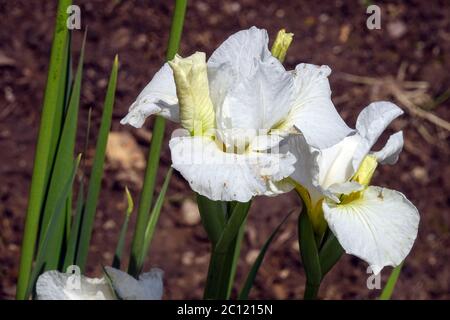 Iris sibirica Siberian Iris 'So Be It' Stock Photo