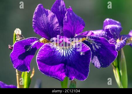 Iris sibirica Blue Siberian Iris 'Hohenflug' blue flowers garden Irises Stock Photo