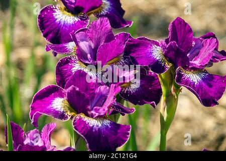 Magenta Deep Purple Iris sibirica flower Siberian Iris 'Crimson Cloisonne' flowers Stock Photo