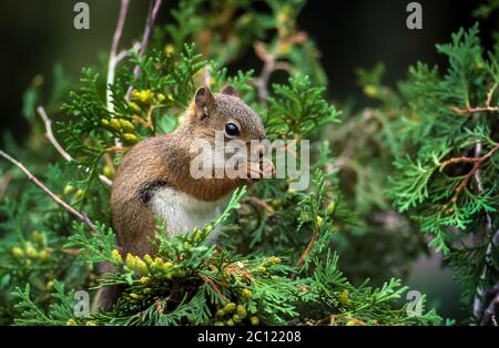 A small red squirrel in a cedar tree in Winnipeg, Manitoba, Canada. Stock Photo