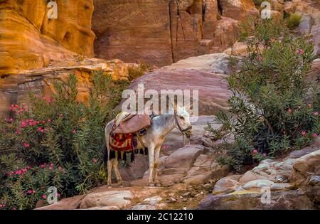 A donkey at rest in the archeaological site of Petra, Hashemite Kingdom of Jordan, Middle East, Stock Photo