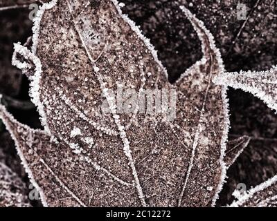 Abstract pattern of frozen mable leaves Stock Photo