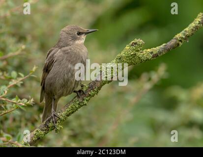 Common Starling Sturnus vulgaris juvenile perched on a branch in a Norfolk garden, UK Stock Photo