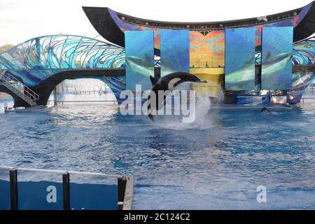 Orlando, United States Of America. 20th Dec, 2013. BREAKING NEWS - FILE PHOTO - Trained orcas jump out of the water during a show at the SeaWorld amusement park in Orlando, Florida, U.S., The park opened After an almost three-month closure because of the coronavirus pandemic, SeaWorld will reopen its parks this week with new measures designed to safeguard employees and visitors People: Sea World Credit: Storms Media Group/Alamy Live News Stock Photo