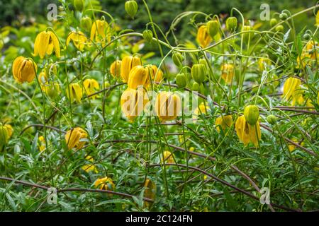 Yellow bell flowers of the hardy climber, Clematis tangutica 'Lambton Park'. Flowers are larger than the species Stock Photo
