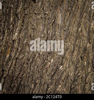 Old tree cracked bark background natural pattern Stock Photo